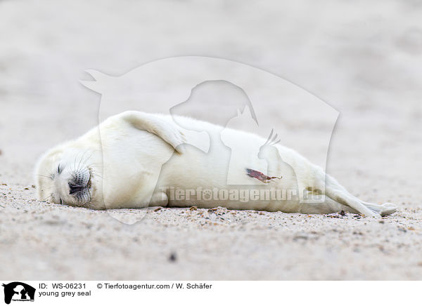 Robbenbaby / young grey seal / WS-06231
