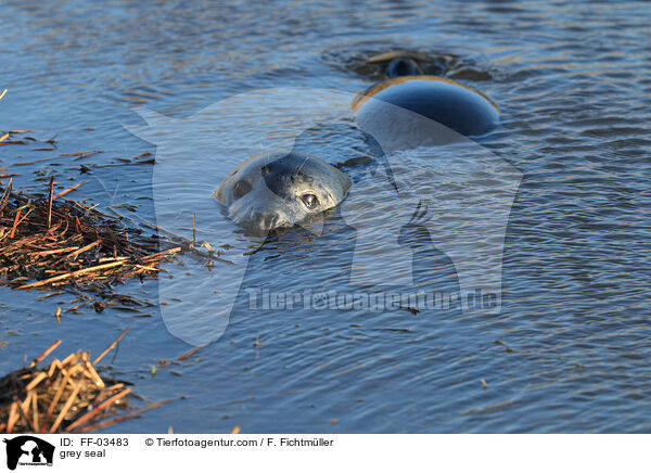Kegelrobbe / grey seal / FF-03483