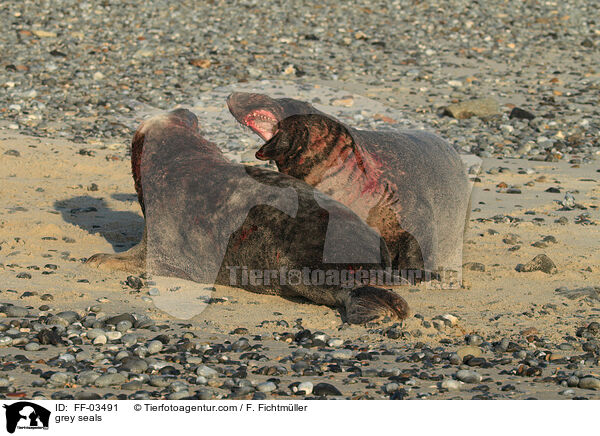 Kegelrobben / grey seals / FF-03491