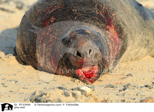 grey seal / FF-03494