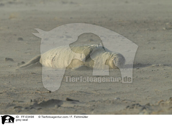 Kegelrobbe / grey seal / FF-03498
