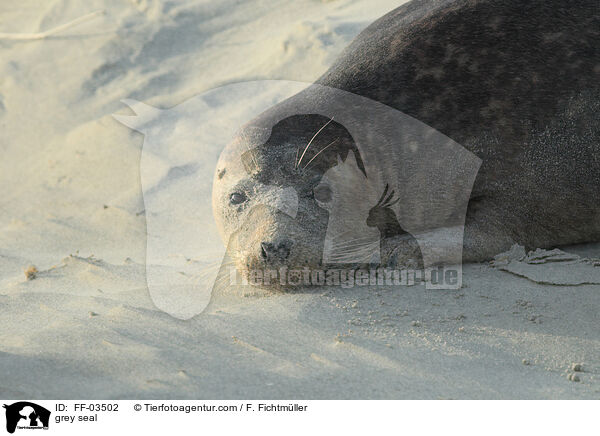 Kegelrobbe / grey seal / FF-03502