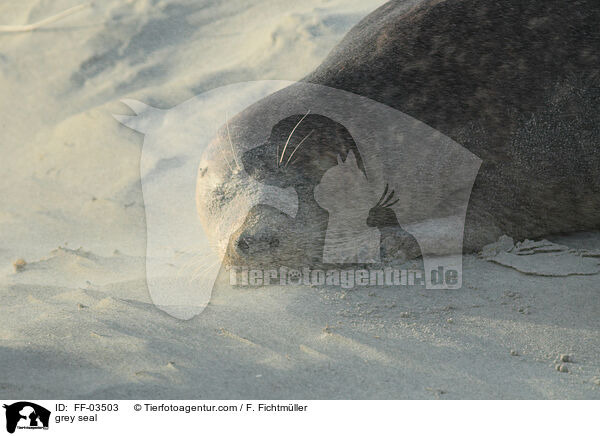 Kegelrobbe / grey seal / FF-03503