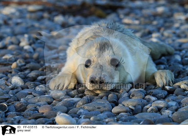 grey seal / FF-03515