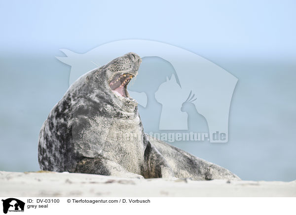 grey seal / DV-03100