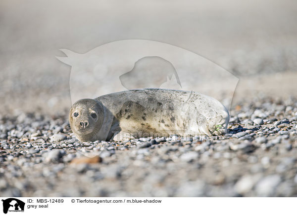 grey seal / MBS-12489