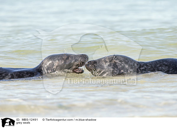 grey seals / MBS-12491
