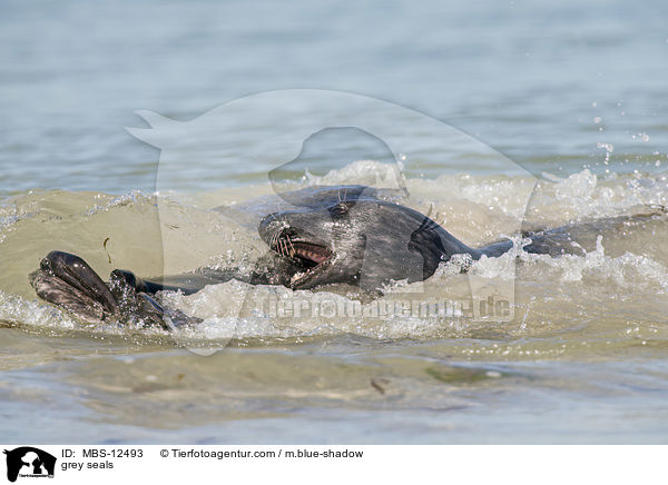 grey seals / MBS-12493