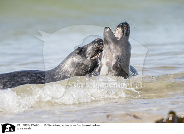 grey seals / MBS-12495