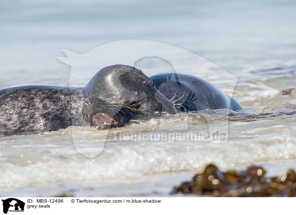 grey seals / MBS-12496