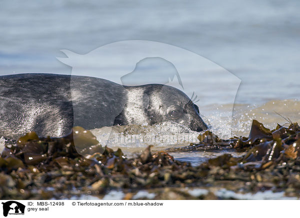 grey seal / MBS-12498