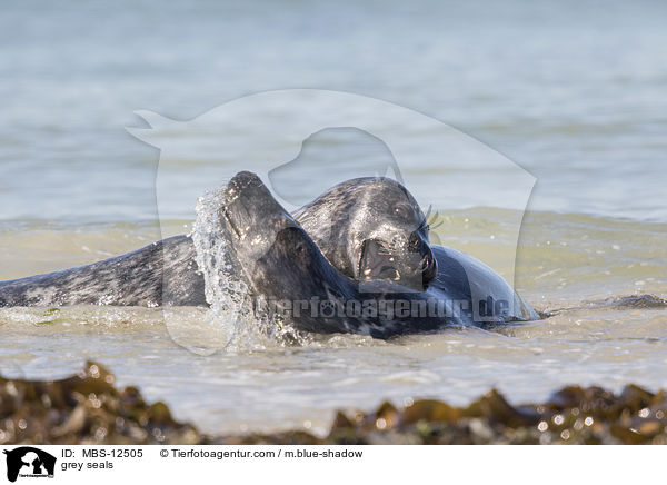 grey seals / MBS-12505