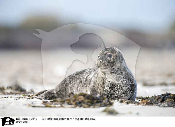 grey seal / MBS-12517