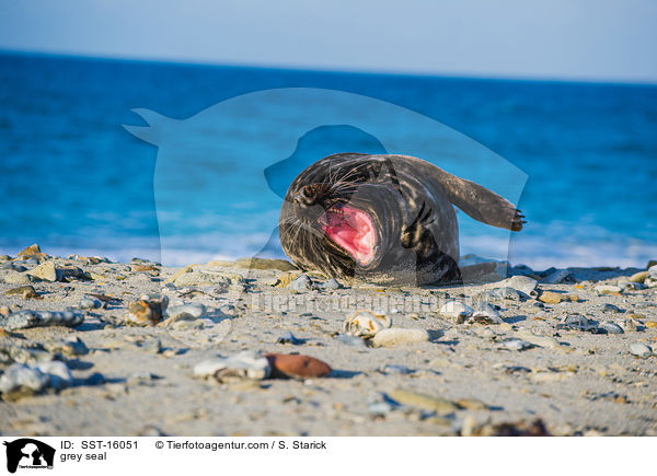 Kegelrobbe / grey seal / SST-16051