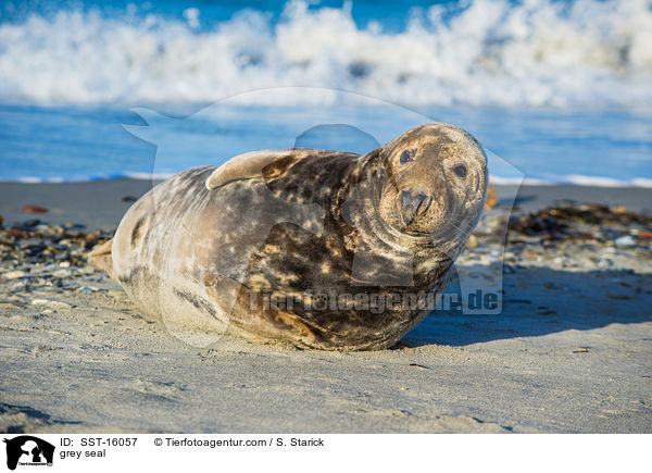 Kegelrobbe / grey seal / SST-16057