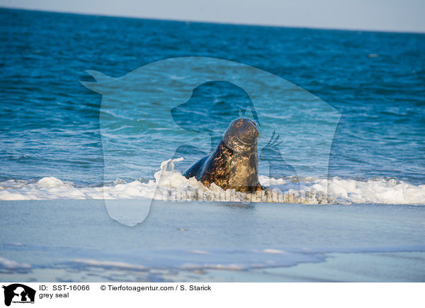 Kegelrobbe / grey seal / SST-16066