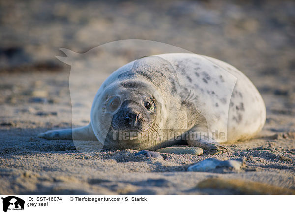 Kegelrobbe / grey seal / SST-16074