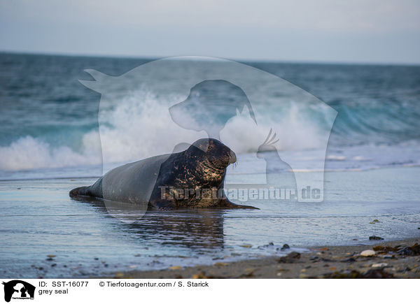Kegelrobbe / grey seal / SST-16077