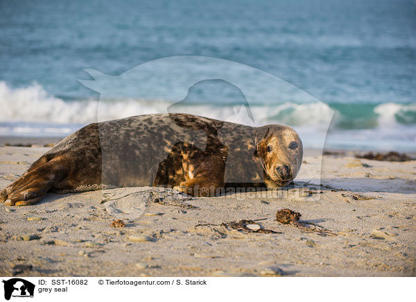 Kegelrobbe / grey seal / SST-16082