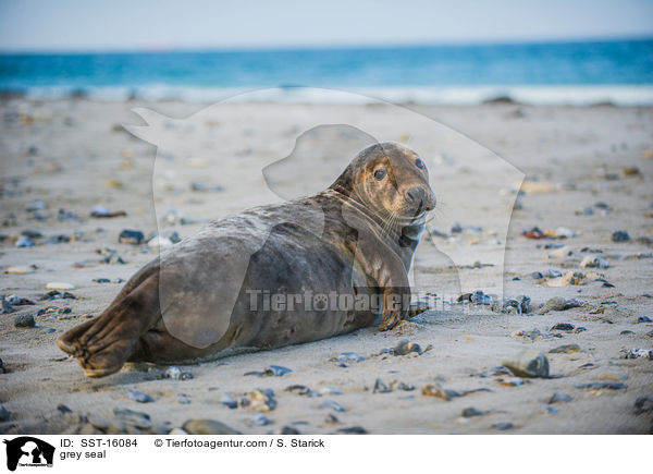 Kegelrobbe / grey seal / SST-16084
