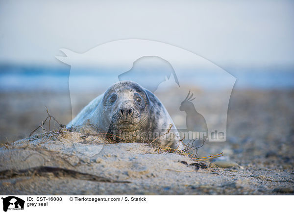 Kegelrobbe / grey seal / SST-16088