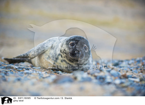 Kegelrobbe / grey seal / SST-16095