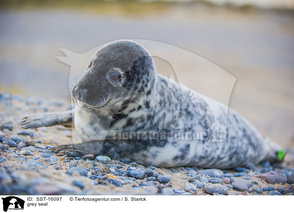 Kegelrobbe / grey seal / SST-16097