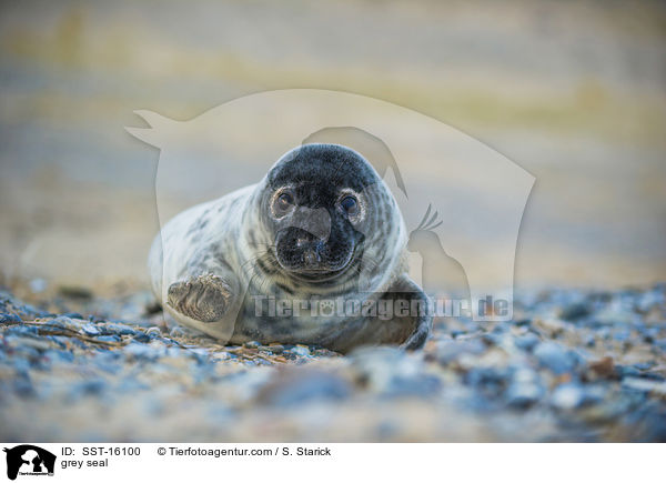 Kegelrobbe / grey seal / SST-16100