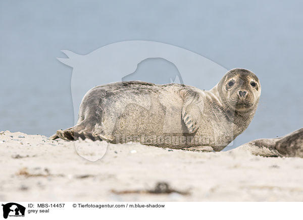 grey seal / MBS-14457