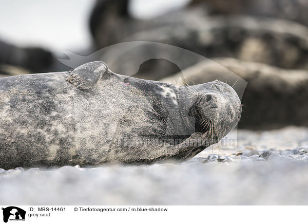 Kegelrobbe / grey seal / MBS-14461