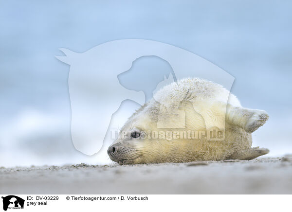 Kegelrobbe / grey seal / DV-03229