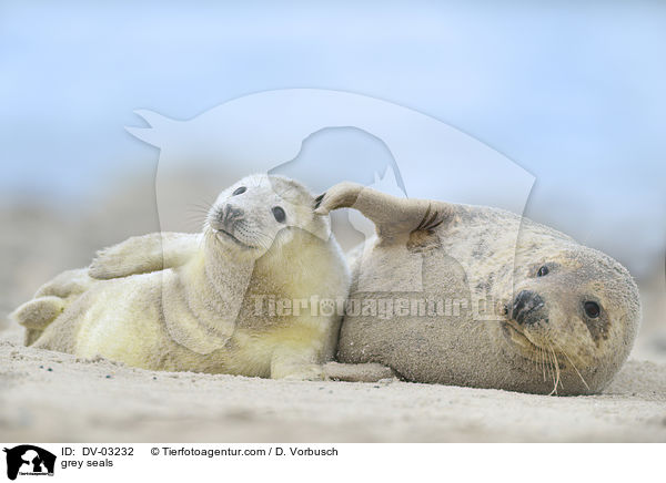 Kegelrobben / grey seals / DV-03232