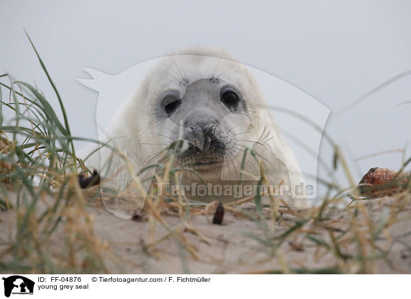 junge Kegelrobbe / young grey seal / FF-04876