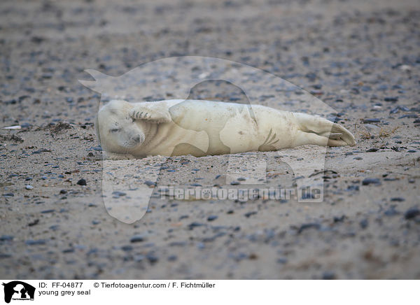 junge Kegelrobbe / young grey seal / FF-04877