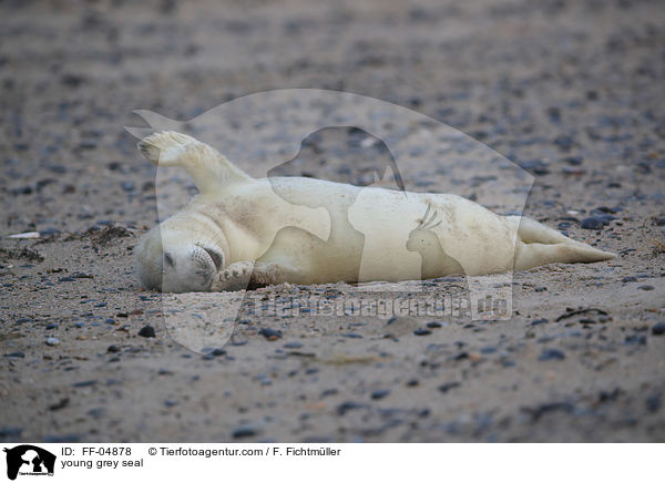 young grey seal / FF-04878