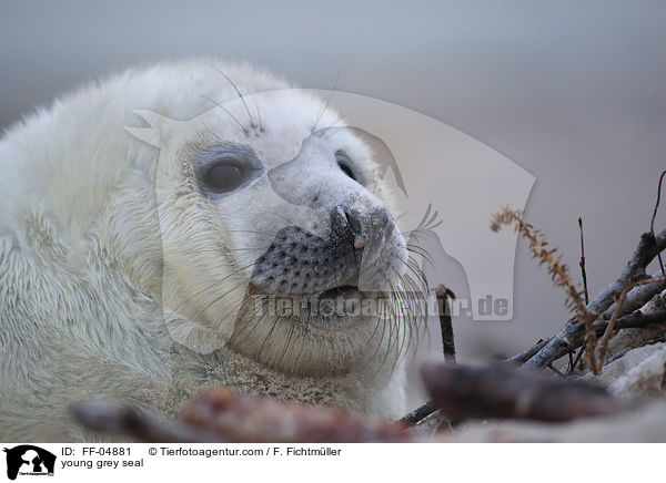 junge Kegelrobbe / young grey seal / FF-04881