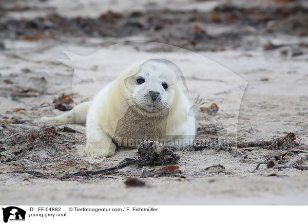 young grey seal / FF-04882