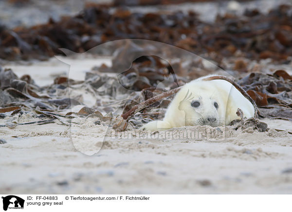 young grey seal / FF-04883