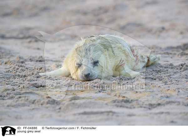 junge Kegelrobbe / young grey seal / FF-04886