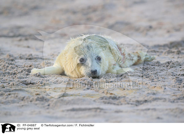 junge Kegelrobbe / young grey seal / FF-04887