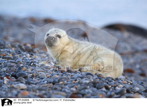 junge Kegelrobbe / young grey seal / FF-04889