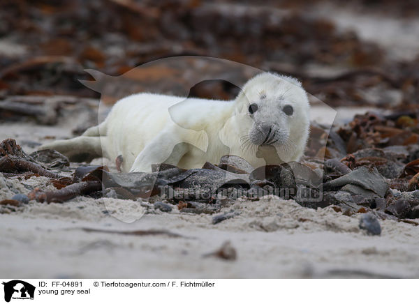 junge Kegelrobbe / young grey seal / FF-04891