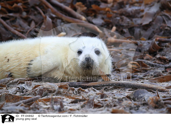 junge Kegelrobbe / young grey seal / FF-04892