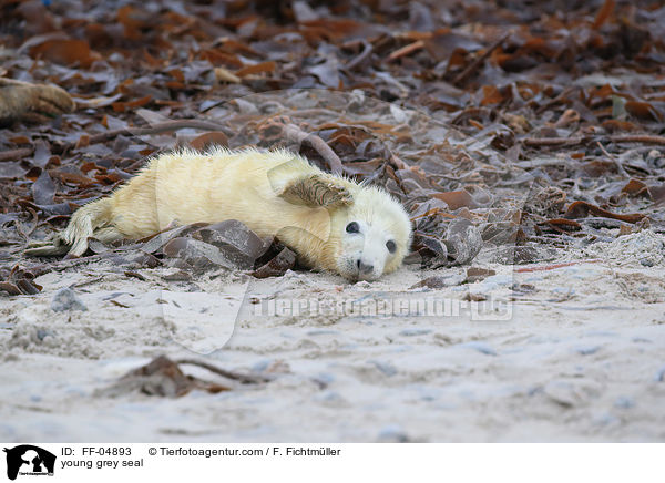 young grey seal / FF-04893