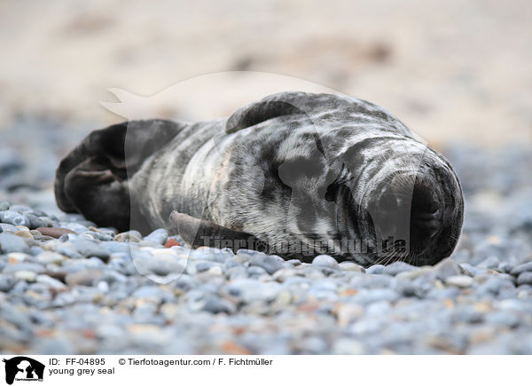 young grey seal / FF-04895