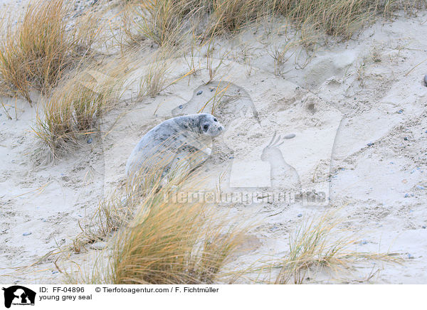 junge Kegelrobbe / young grey seal / FF-04896
