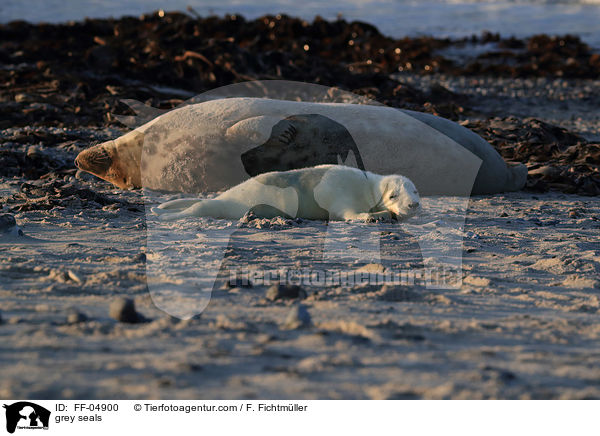 Kegelrobben / grey seals / FF-04900