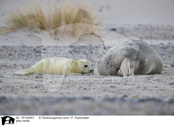 grey seals / FF-04901