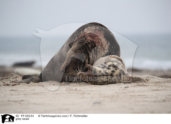 Kegelrobben / grey seals / FF-05233