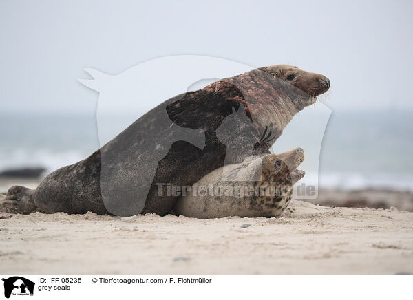 Kegelrobben / grey seals / FF-05235